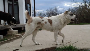 Секреты зимнего закаливания: как вырастить здорового алабая в морозы без ошибок Секреты зимнего закаливания: как вырастить здорового алабая в морозы без ошибок